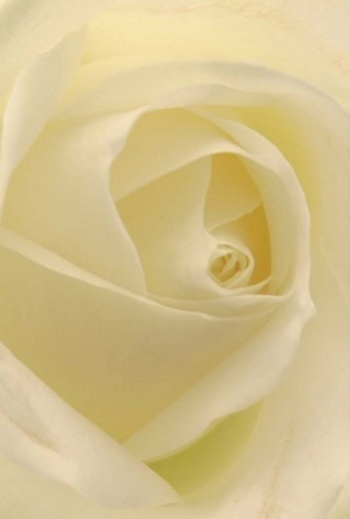 Seen in intimate detail, this single white rose captures the essence of calm and artistry found in Maida Vale's boutique floristry traditions. The bloom's petals layer gracefully, forming a robust yet gentle spiral - each one a subtly varying shade of ivory or cream that catches the South Maida Vale sunlight. A hint of matte texture suggests the plushness of fine silk, encouraging thoughts of lingering fingertips and delicate caresses. Soft light trickles through the bloom, adding dimension and highlighting the rose's innermost folds, reminiscent of the tranquil beauty found in Paddington's hidden mews or a peaceful walk along Sutherland Avenue. This rose's composition radiates understated sophistication, making it a natural choice for a wide range of heartfelt gestures: a centrepiece for an elegant wedding, a token of apology between old friends, or a gentle tribute at a moment of parting. Its nearly see-through outer petals evoke a sense of transience and respect for life's fragility, while the impeccable harmony of the inner spiral reflects resilience and purity. The flower's quiet, uplifting presence becomes a subtle reminder of Maida Vale's own layered history, each bouquet hand-tied with care, always ready to be delivered same-day to nearby homes and events by trusted local artisans.